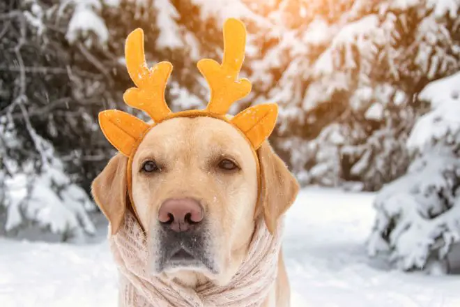 Dog with antlers