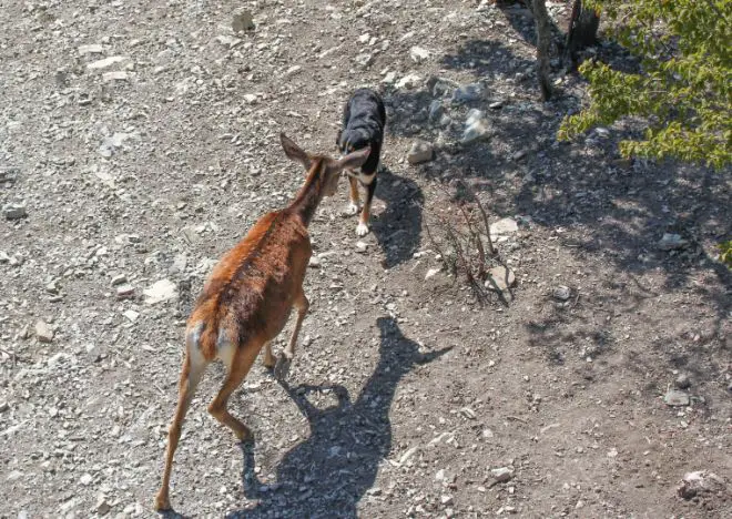 dog and deer