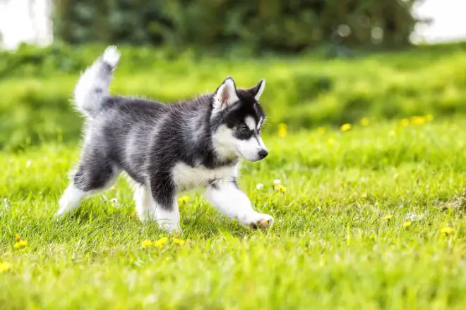 Siberian Husky