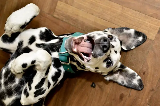 Smiling Dogs are so Cute