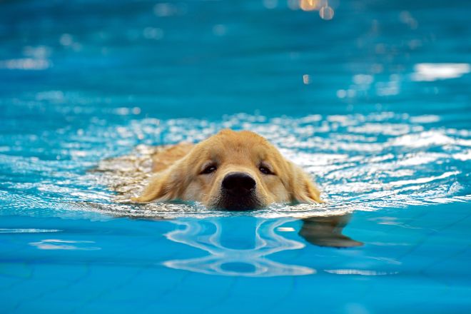 puppy swimming