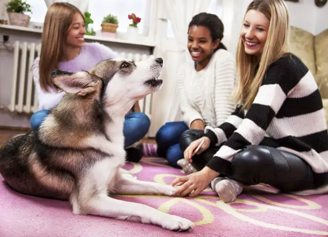 Siberian Husky