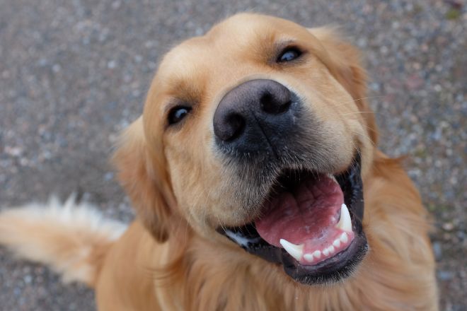 Smiling Dogs are so Cute