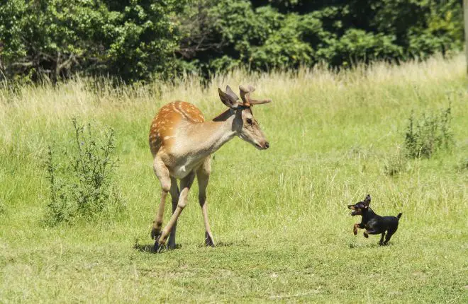 Deer and dog