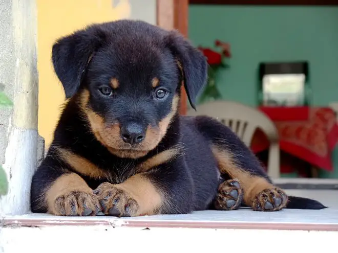 Rottweiler Puppy