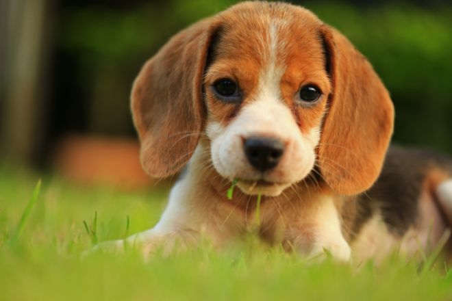 Beagle Puppy Facts