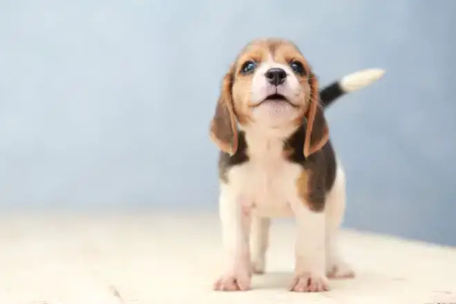 Beagle Puppy Facts