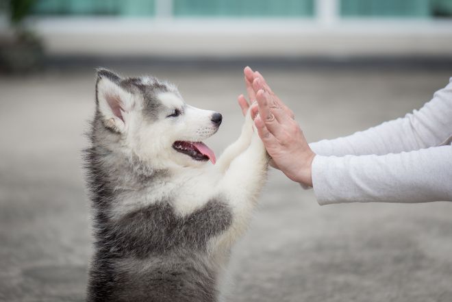 Husky Puppy