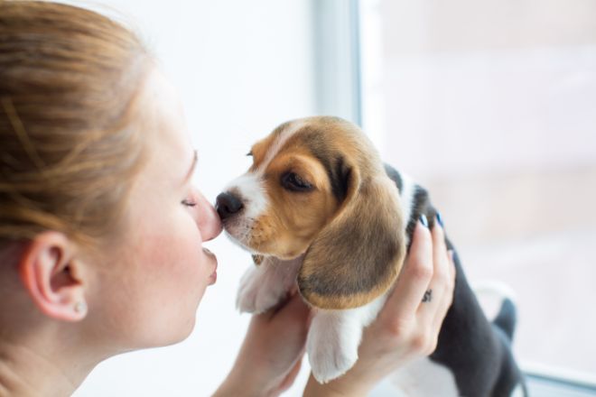 Beagle Puppy Facts