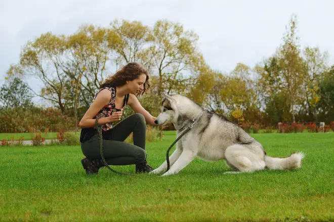 Siberian Husky