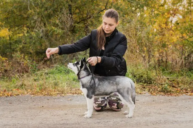 Siberian Husky