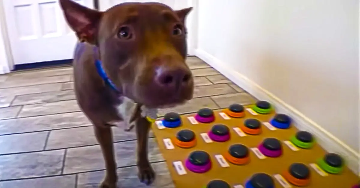 talking dog