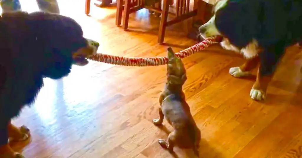Tiny dog wins tug-o-war
