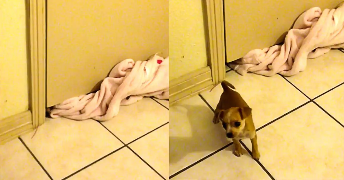 dog under door