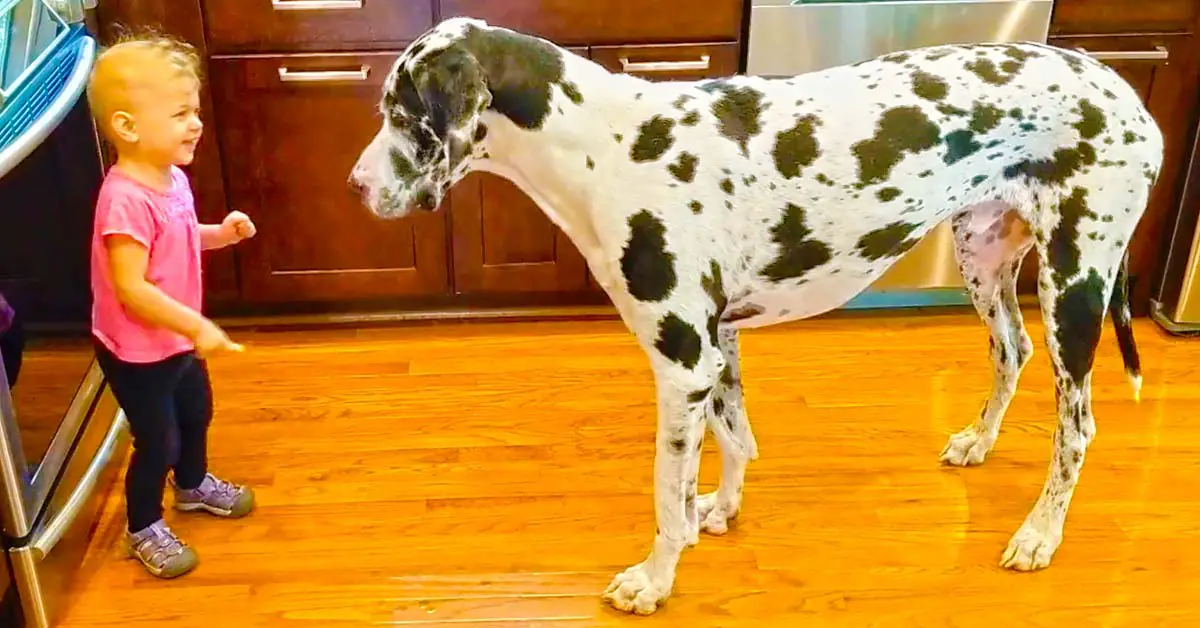 toddler teaches great dane