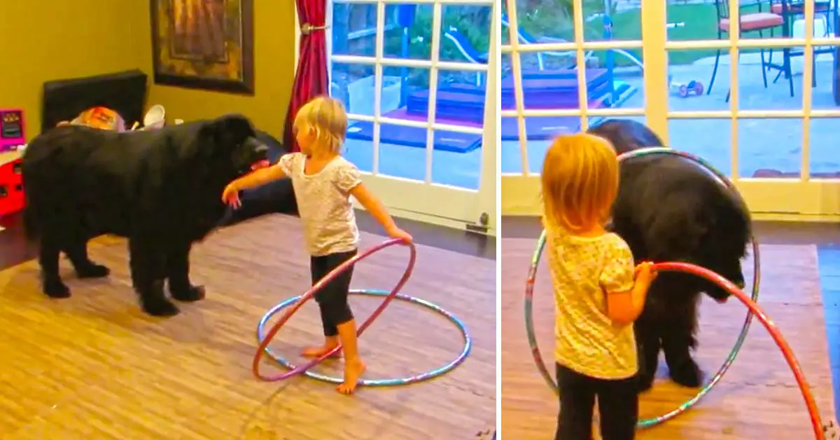 toddler teaches hula hoop
