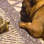 Tortoise wakes up dog