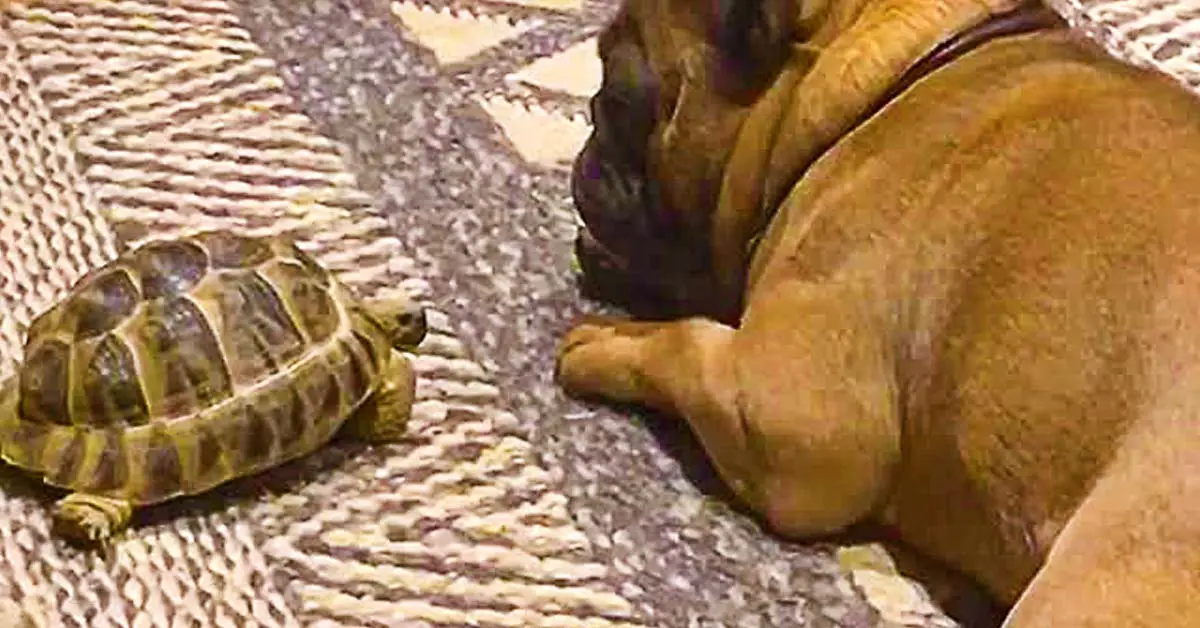 Tortoise wakes up dog