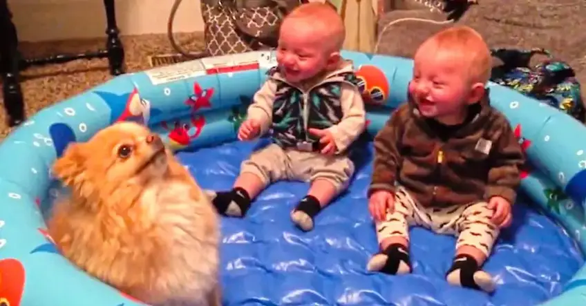 twins laughing at dog