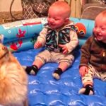 twins laughing at dog