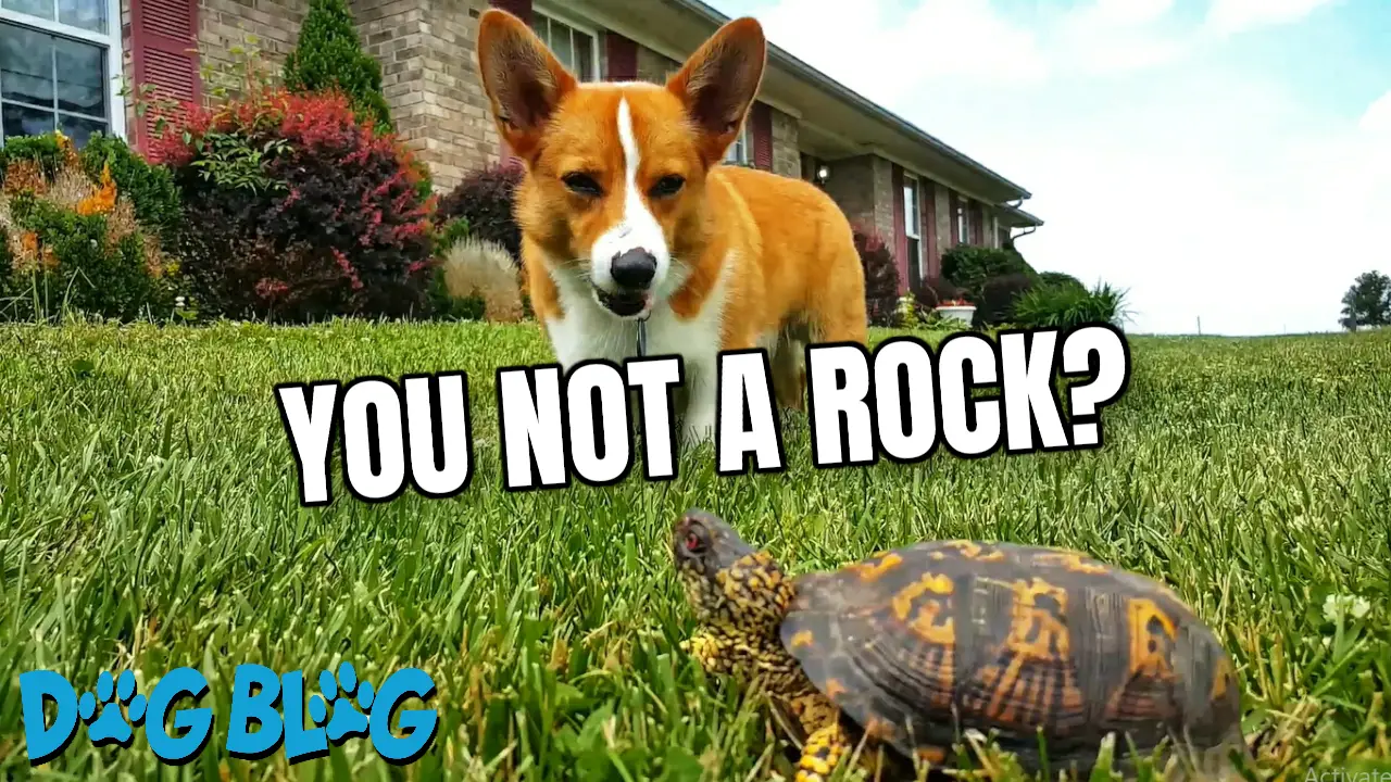 corgi and turtle