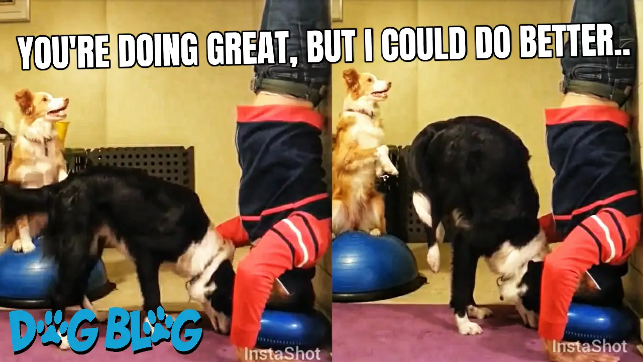 dog headstand