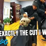 dog hair cut