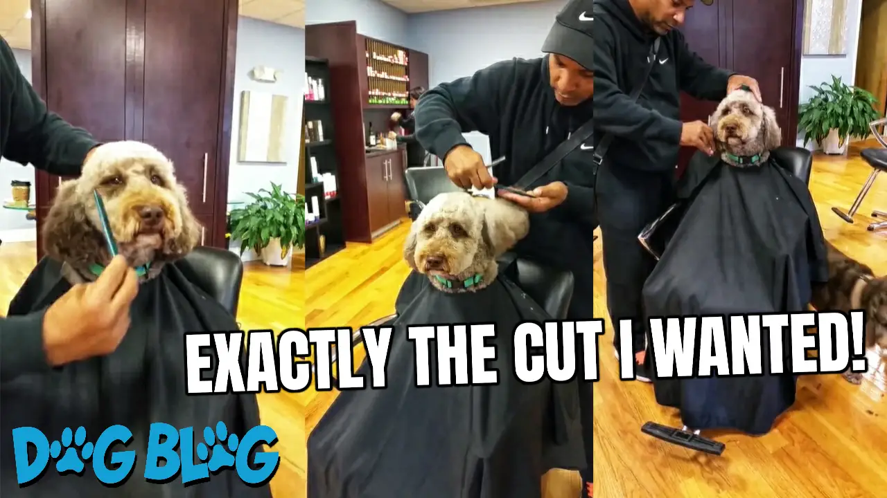 dog hair cut