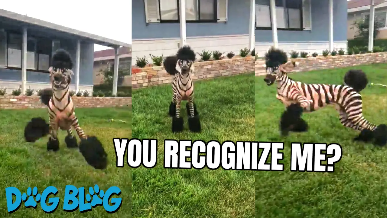 zebra dog