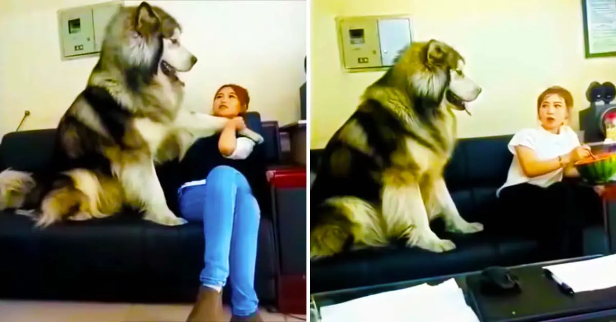 Giant Alaskan Malamute
