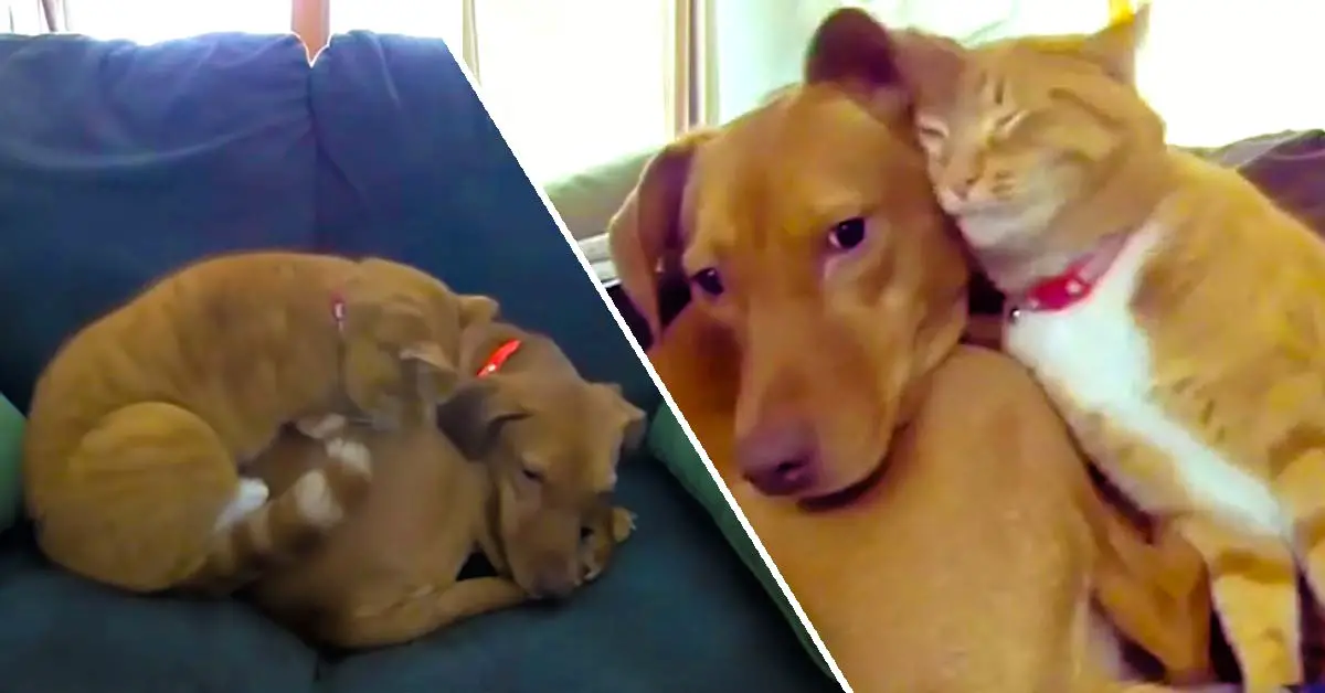 cat comforts dog