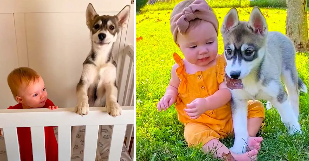 baby and husky