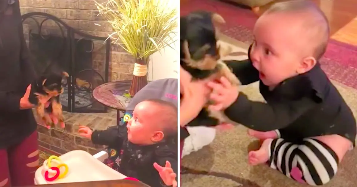 baby meets puppy