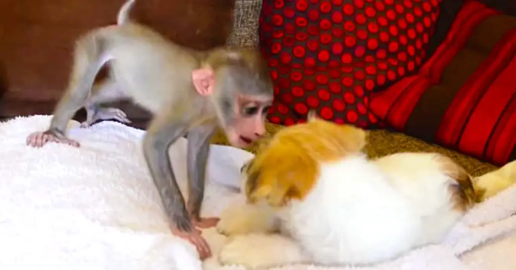 baby monkey and puppy