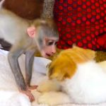 baby monkey and puppy