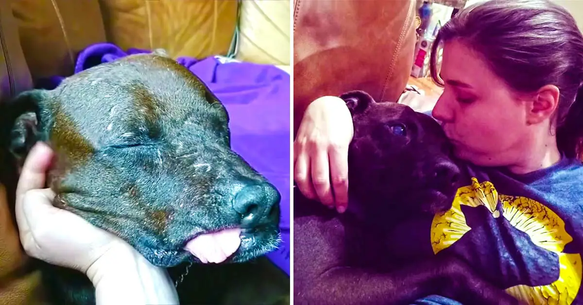 bait dog transformation