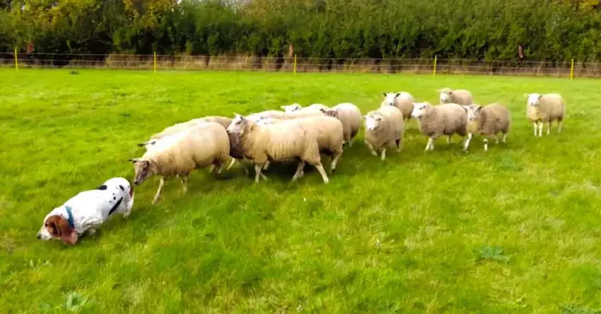 Basset Hound and sheep