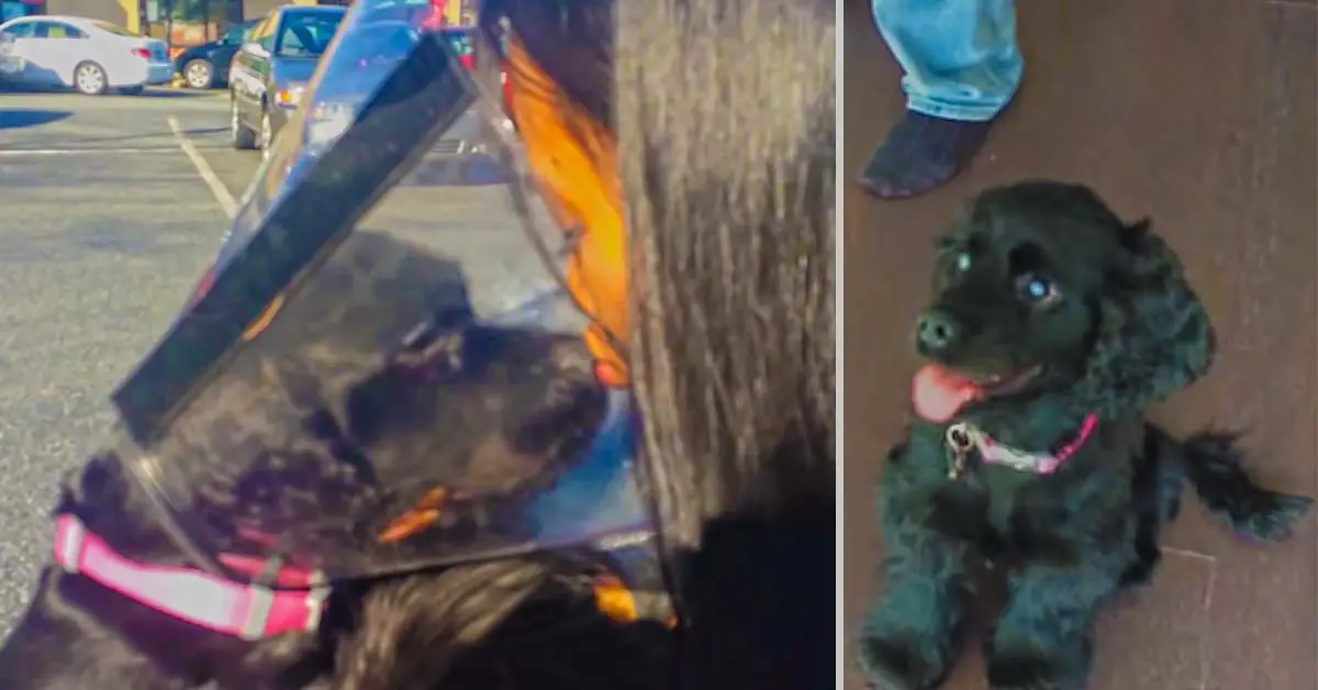 blind dog surgery