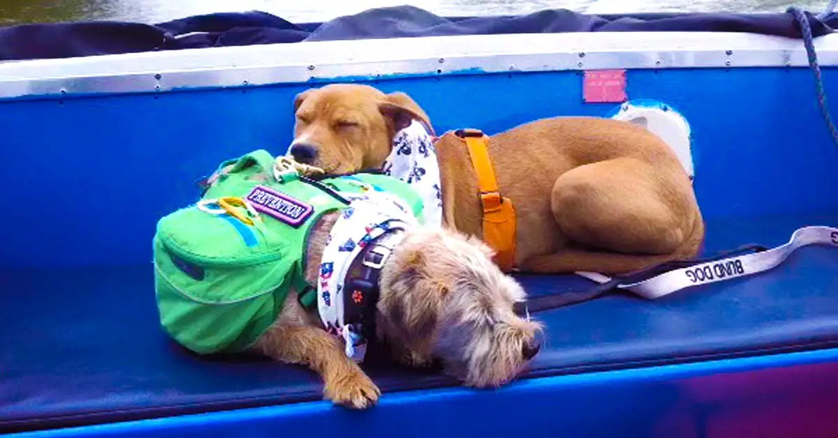 blind guide dog