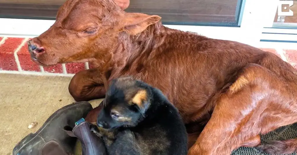 calf and dog