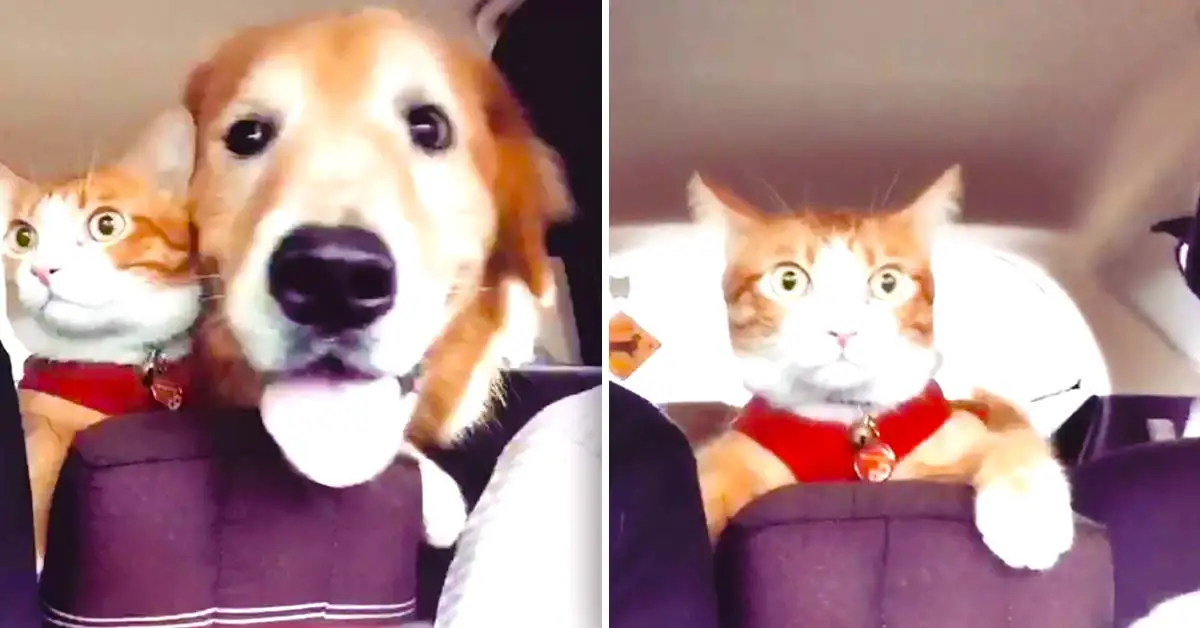 cat and dog