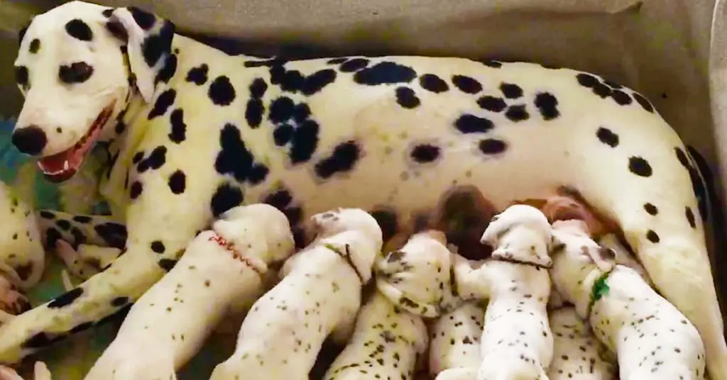 Dalmatian puppies