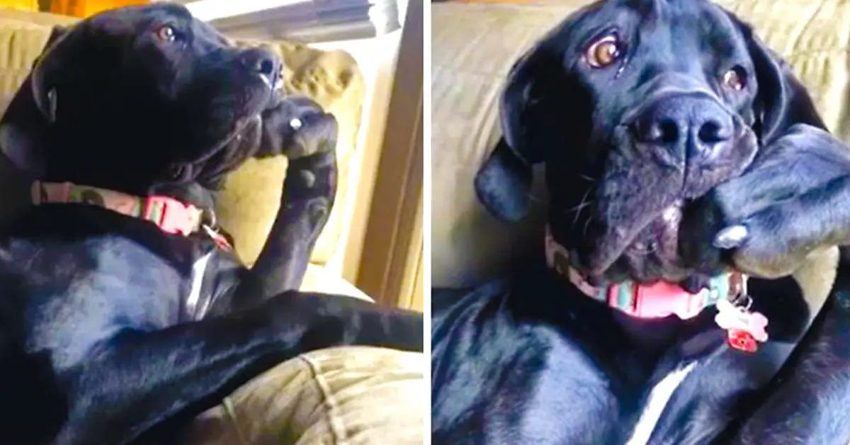 Hilarious Dog Sits Like A Very Distinguished Thinker