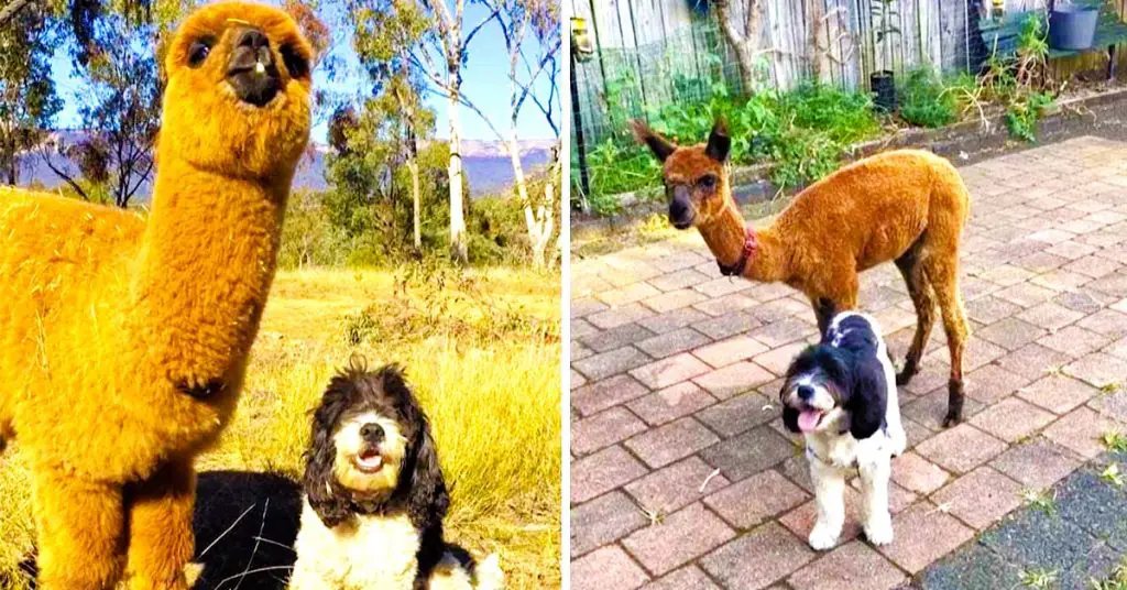 dog and alpaca