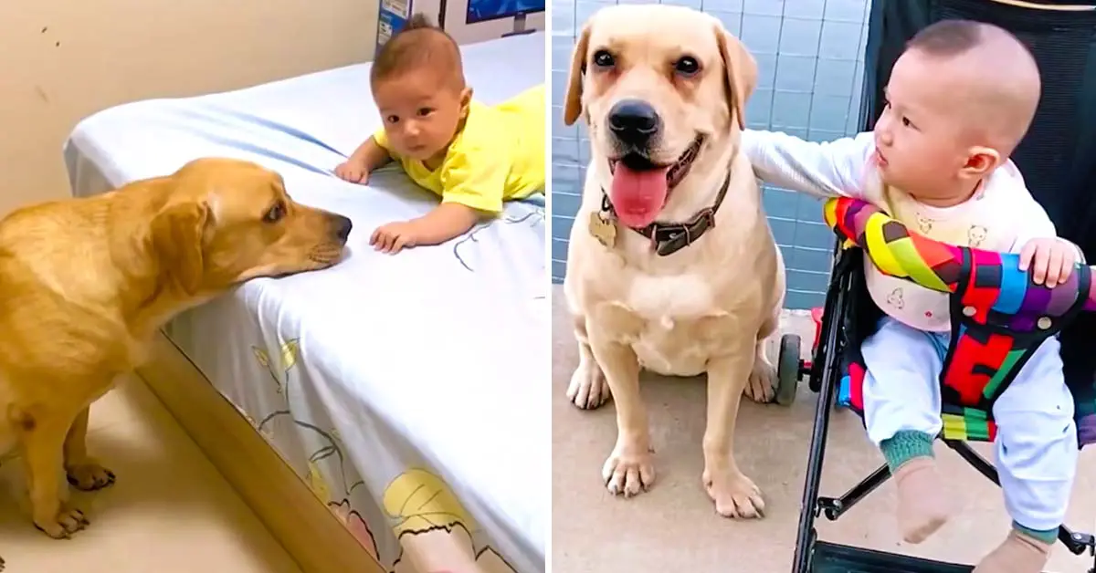 dog and baby