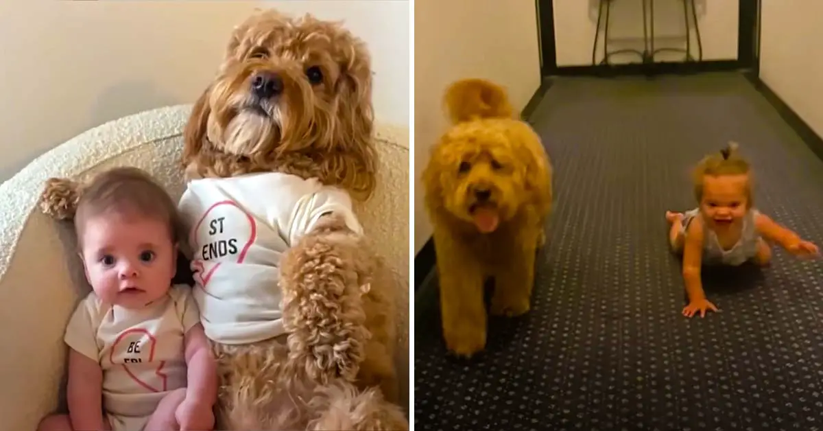 dog teaches baby to crawl