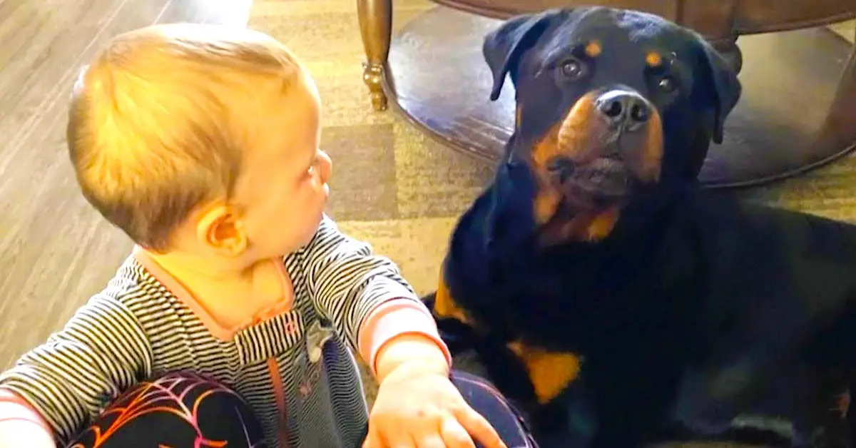 dog howls