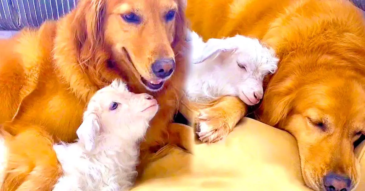 dog and baby goat