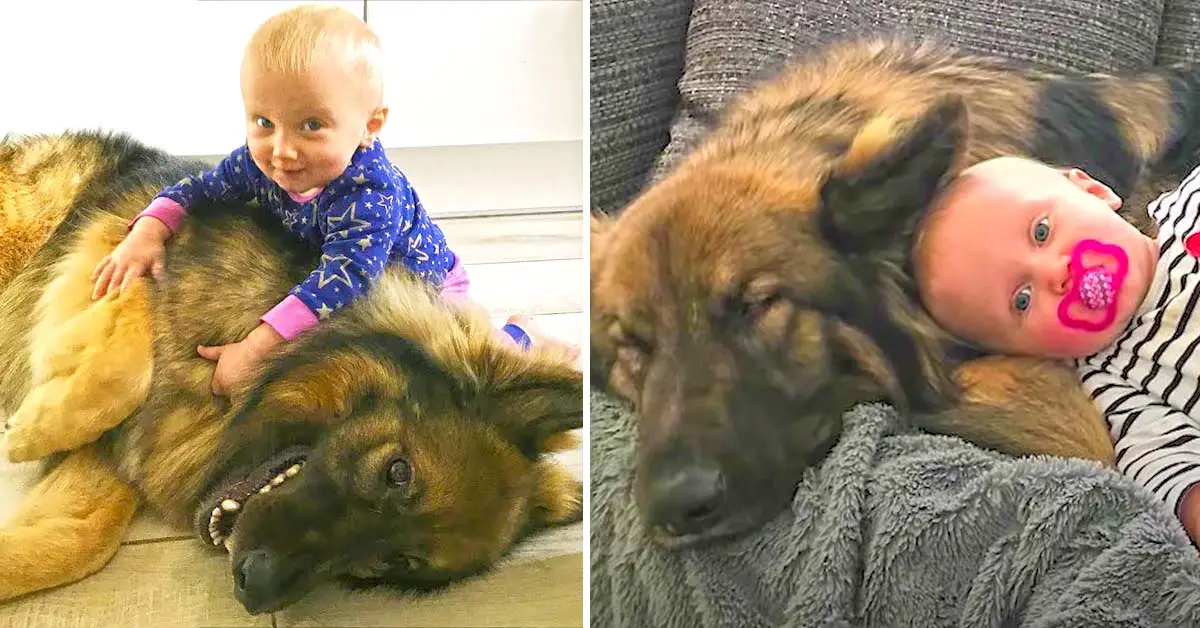 dog loves baby sister