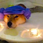 dog bubble bath